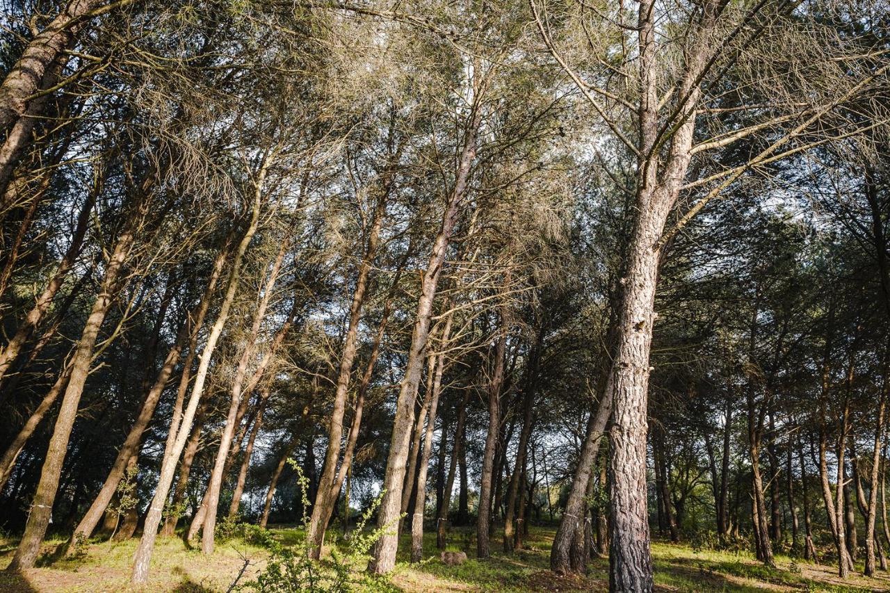 19 Secolo - Trulli Con Foresta, Bici E Barbecue Cisternino Exterior photo